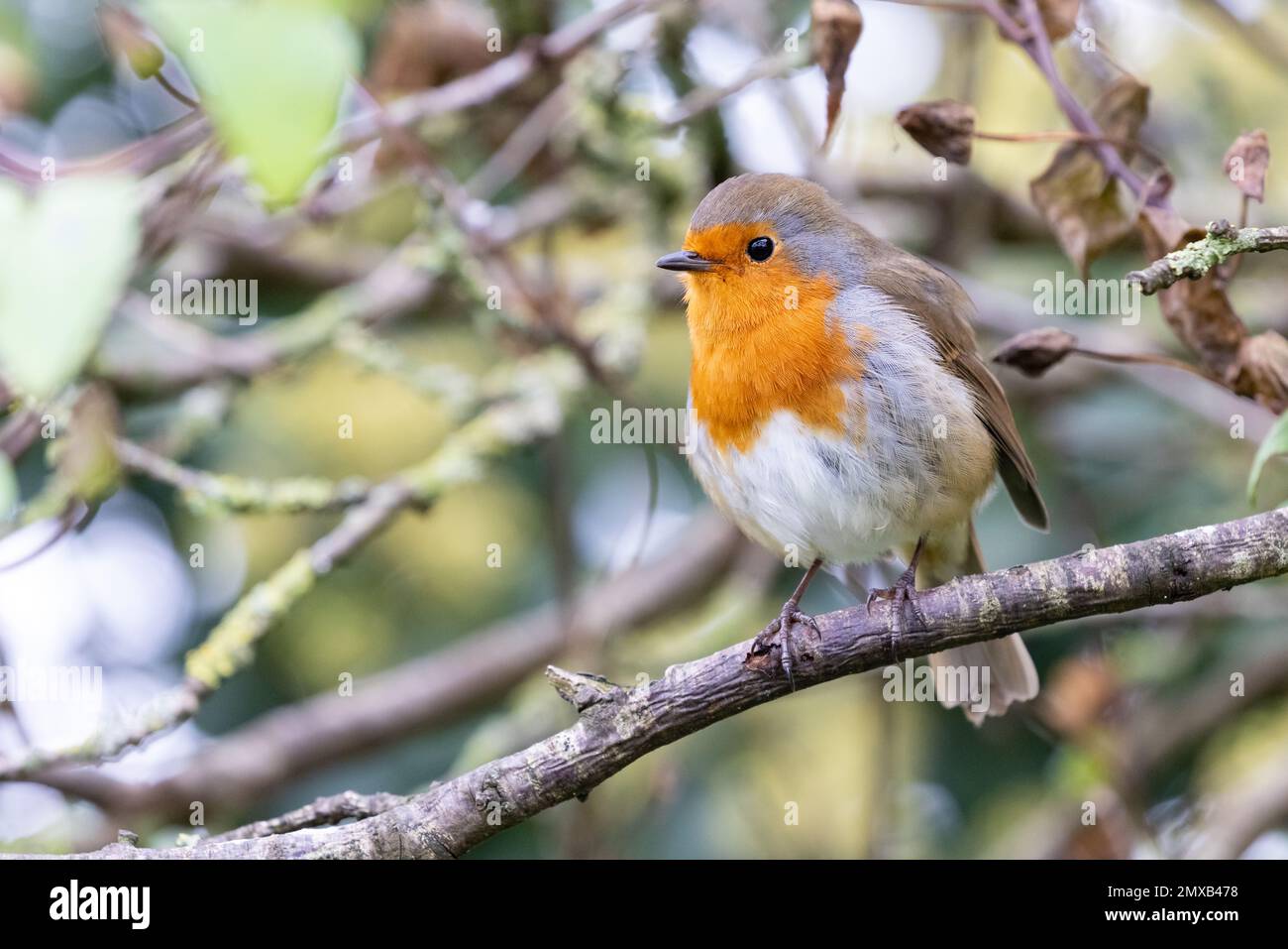 Robin européen [ erithacus rubecula ] sur branche d'arbre Banque D'Images