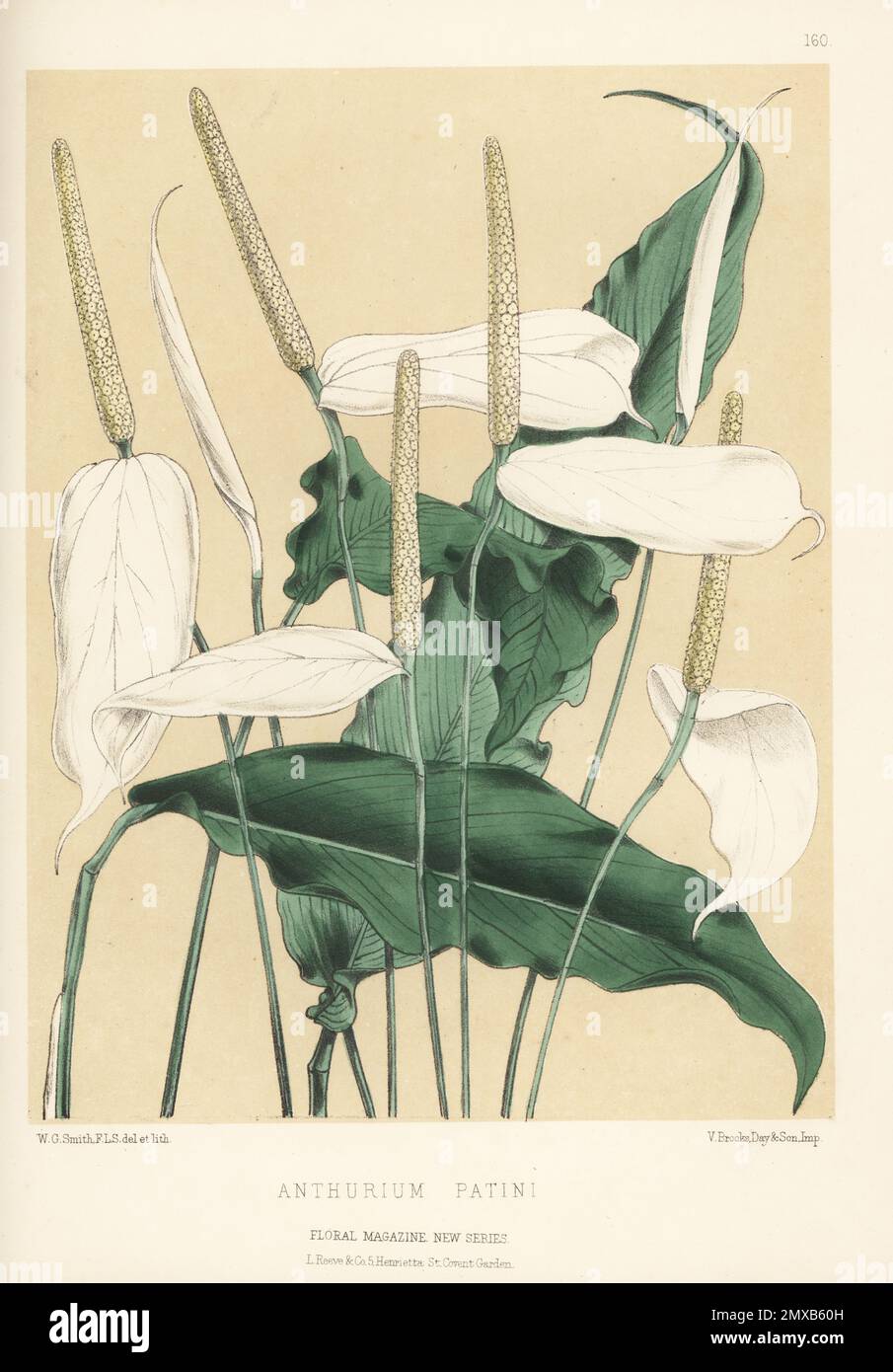 Nénuphars ou nénuphars, Spathiphyllum patini, originaire des tropiques. Nommé pour le collectionneur C. Patin pour Bernard Samuel Williams de Upper Holloway. Comme Anthurium patini. Illustration botanique de couleur main dessinée et lithographiée par Worthington George Smith de Henry Honywood Dombrain's Floral Magazine, New Series, Volume 4, L. Reeve, Londres, 1875. Lithographie imprimée par Vincent Brooks, Day & son. Banque D'Images