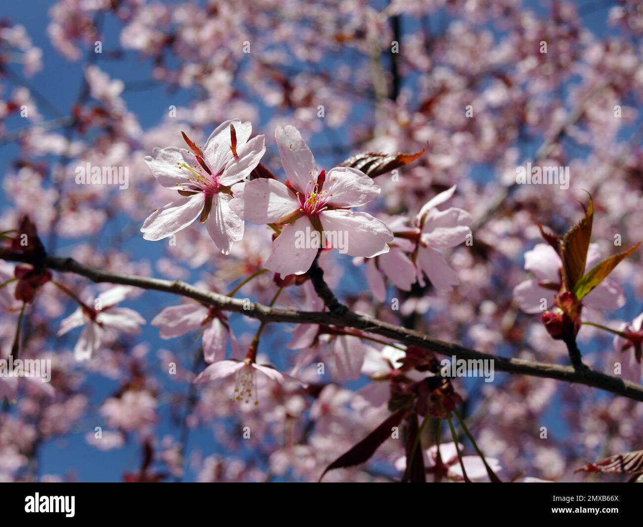 Gros plan bouquet de fleurs de cerisier de l'Himalaya sauvage, fleurs de tigre géant, Sakura rose, Prunus cerasoides, avec fond bleu ciel, foyer sélectif Banque D'Images
