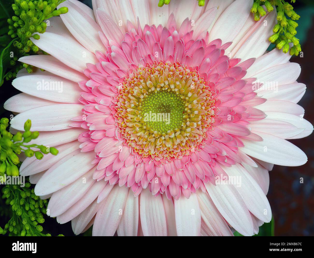 Gros plan de fleurs de gerbera roses, pollen jaune, papier peint en forme de flawer, macro, toile de fond Banque D'Images