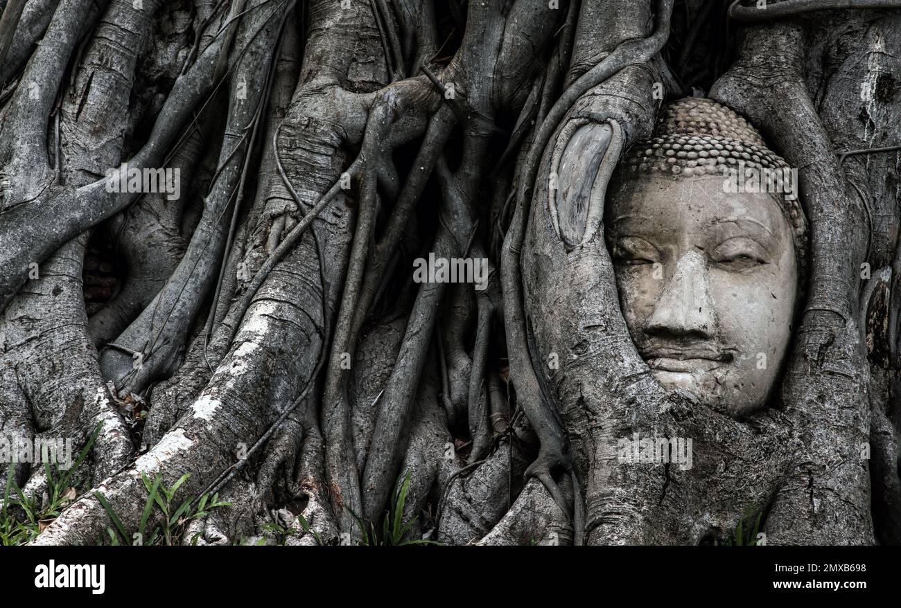 Aytthaya, Thaïlande, 22 août 2020 : la tête du Bouddha antique est enchâssée dans un arbre de Banyan non vu à Wat mahathe.Ayutthaya, Thaïlande.Mise au point sélective. Banque D'Images