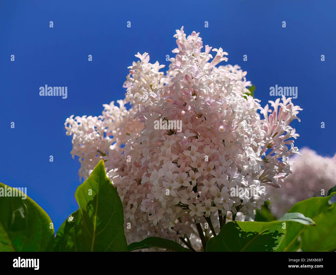 Vue à angle bas du lilas persan rose pastel, bouquet de fleurs de syringa persica, fond ciel bleu vif, lilas villosa, fleurs naturelles Banque D'Images
