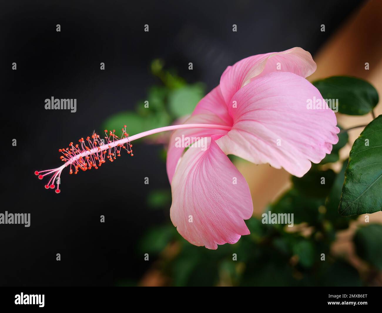 Vue latérale de la fleur d'hibiscus rose avec pollen sur fond sombre, mise au point sélective, gros plan, fleur d'hibiscus de rose tropicale Banque D'Images