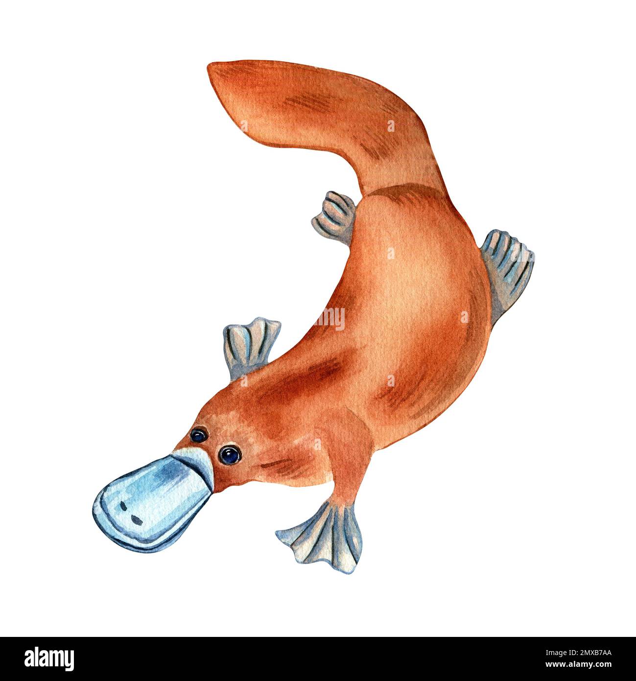 Illustration aquarelle de platypus de dessin animé isolée sur fond blanc. Joli bec de canard australien dessiné à la main. Élément design pour l'impression, le papier peint Banque D'Images