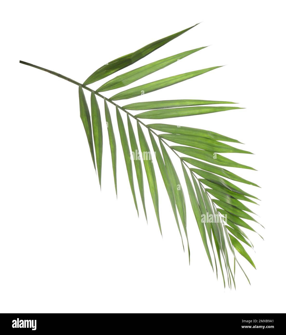 Feuille tropicale verte fraîche isolée sur blanc Banque D'Images