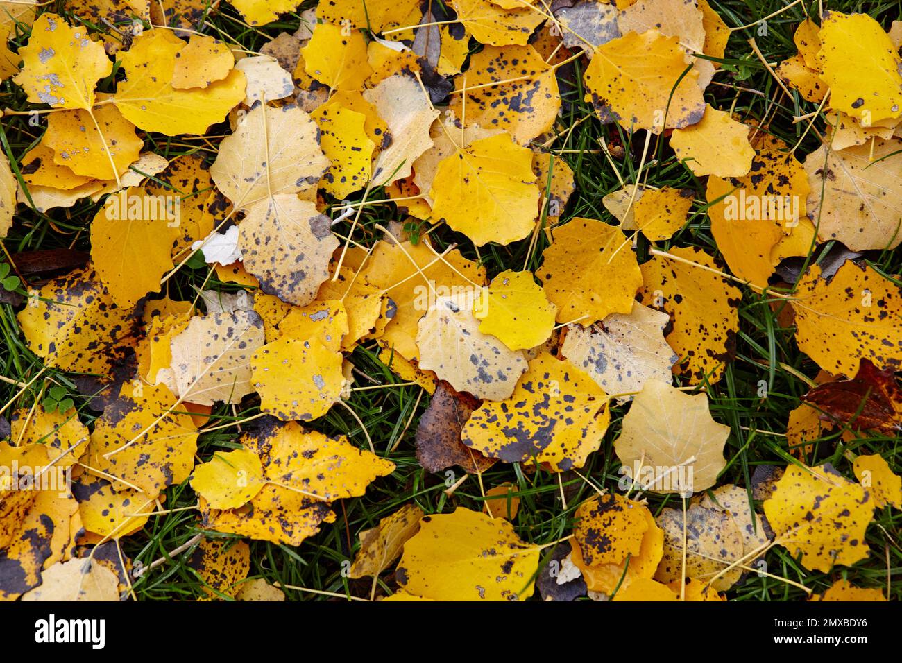 De magnifiques feuilles d'automne sur l'herbe. Les couleurs vives de l'automne. Image floue, mise au point sélective Banque D'Images