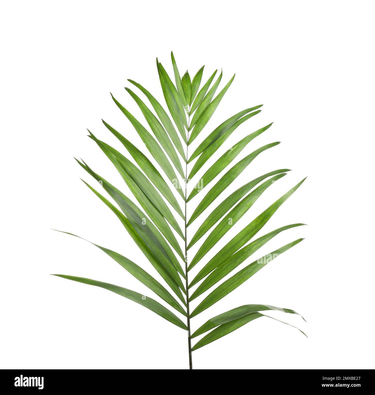 Feuille tropicale verte fraîche isolée sur blanc Banque D'Images