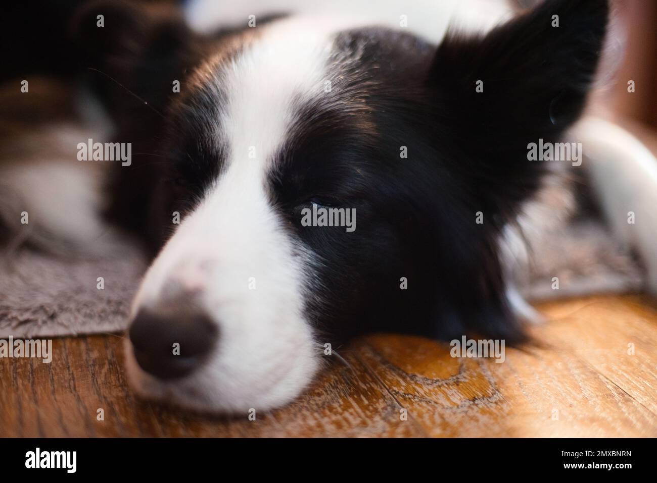 Bordure de couchage Collie couchée sur un tapis gris Banque D'Images