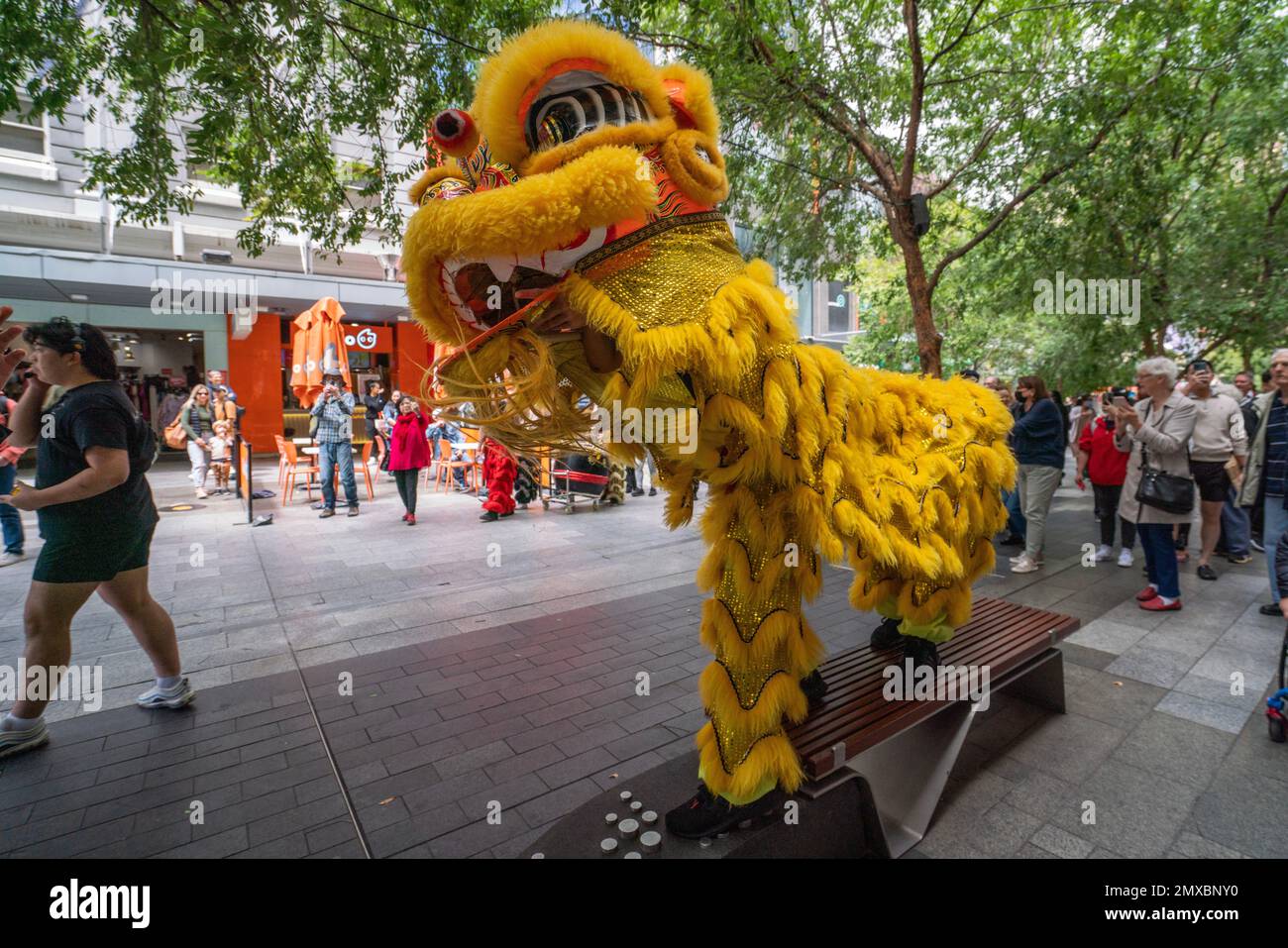 Adélaïde, Australie. 3 février 2023. Les danseurs de lion divertissent la foule et produisent des bénédictions au Rundle Mall, à Adélaïde, pour célébrer le festival de printemps et la nouvelle année lunaire chinoise du lapin crédit : amer ghazzal/Alamy Live News Banque D'Images