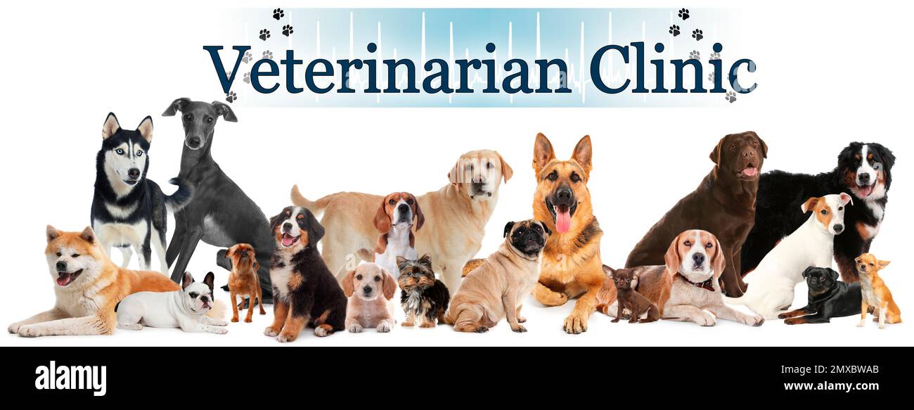 Collage avec différents animaux de compagnie mignons et texte clinique vétérinaire sur fond blanc. Bannière Banque D'Images