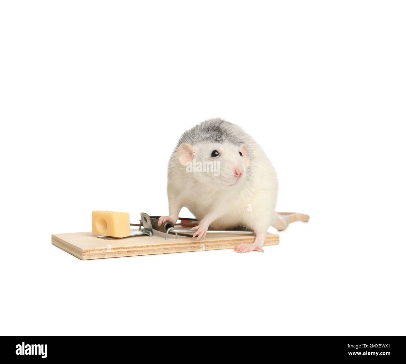 Rat et mousetrap avec fromage sur fond blanc. Lutte antiparasitaire Banque D'Images