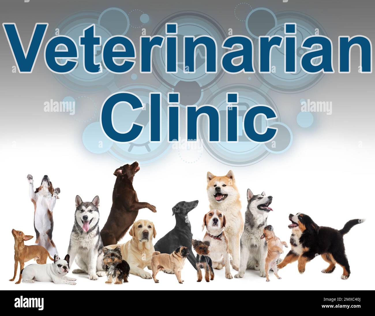 Collage avec différents chiens et texte clinique vétérinaire sur fond clair Banque D'Images