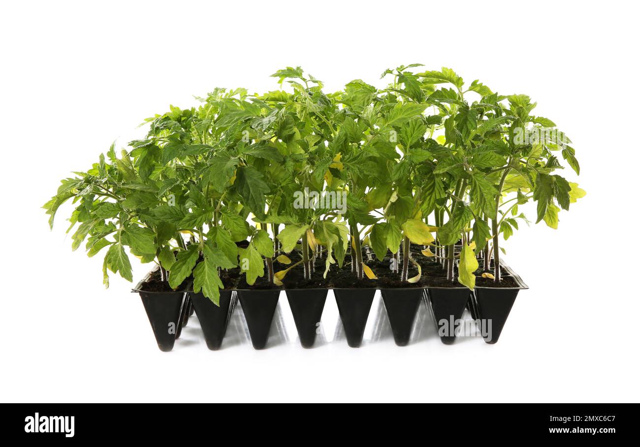Plants de tomates vertes dans le plateau de semis isolé sur blanc Banque D'Images