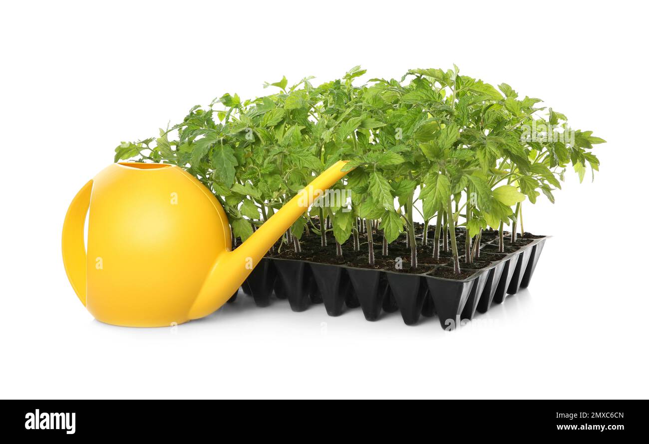 Arroser les plants de tomates vertes et de conserve dans le plateau de semis isolé sur le blanc Banque D'Images