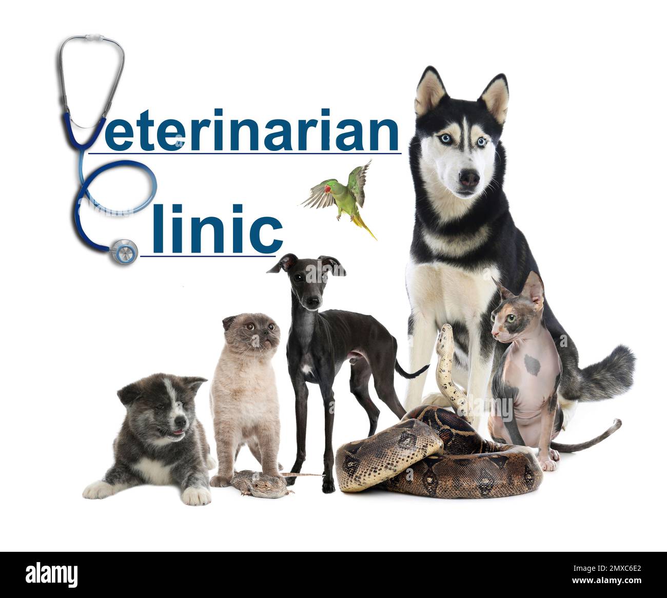 Collage avec différents animaux de compagnie mignons et texte clinique vétérinaire sur fond blanc Banque D'Images