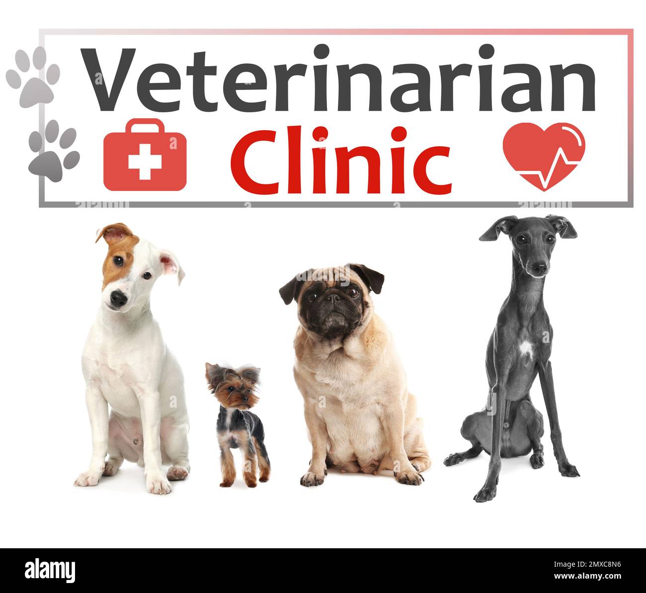 Collage avec des chiens adorables et texte clinique vétérinaire sur fond blanc Banque D'Images