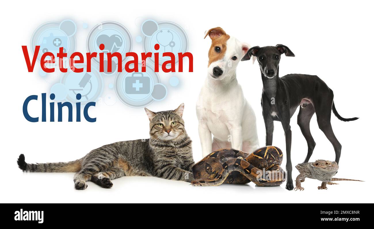 Groupe de différents animaux de compagnie et texte clinique vétérinaire sur fond blanc Banque D'Images