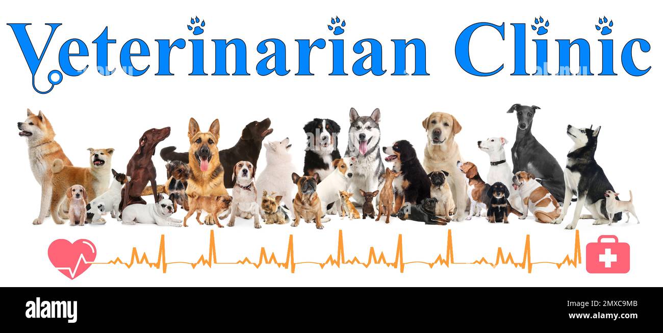 Collage avec différents chiens et texte clinique vétérinaire sur fond blanc. Bannière Banque D'Images