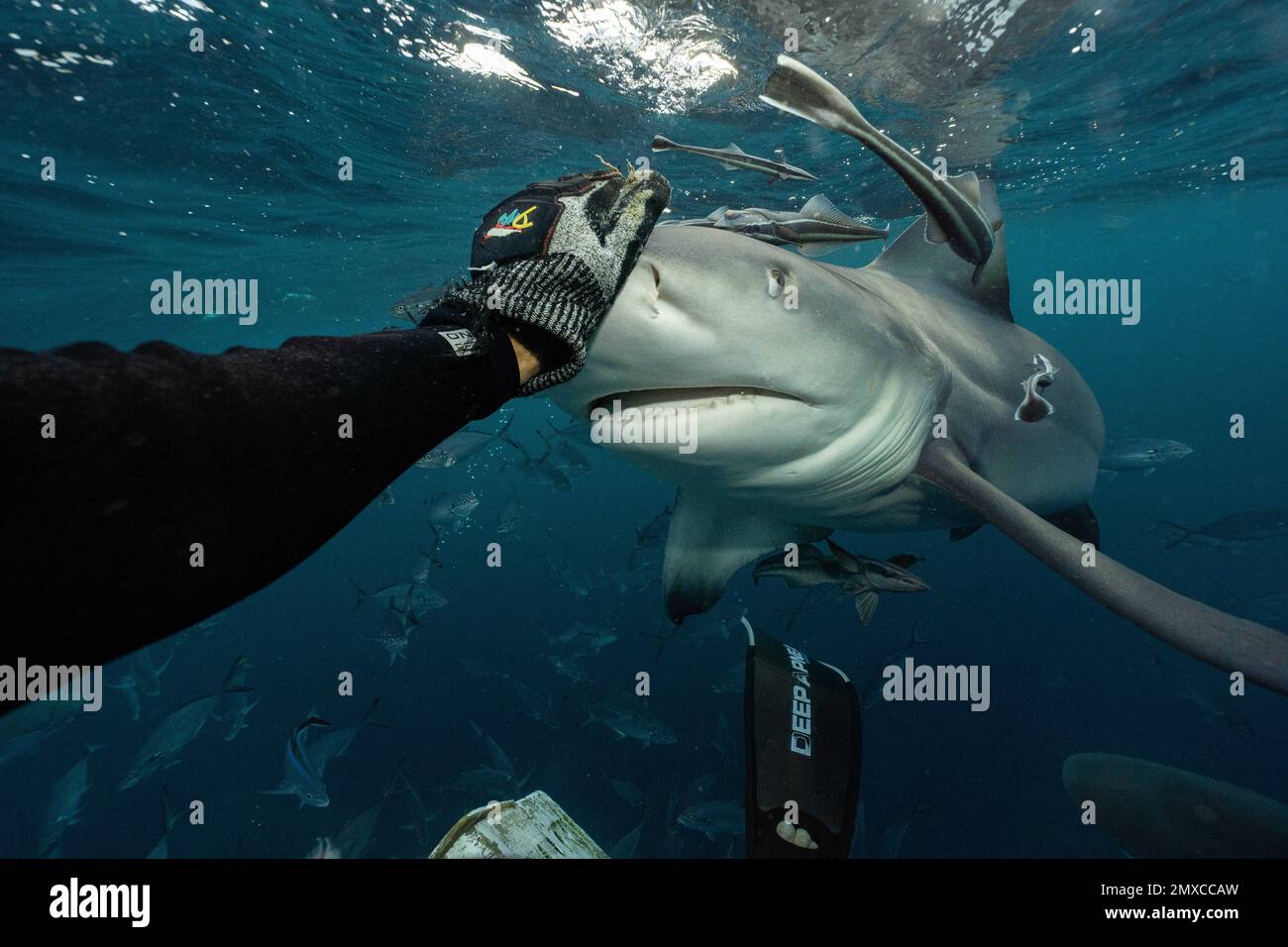 John redirige le requin. Floride, Etats-Unis: COMIQUE optique illusion les prises de vue ressemblent à un plongeur est sur le point d'être avalé par un requin gourmand. D'autres images s'affichent Banque D'Images