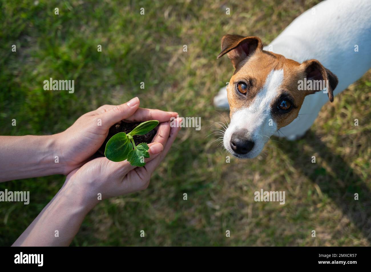 Une femme tient un germe entre ses mains à côté du museau d'un chien Jack Russell à l'extérieur. Banque D'Images