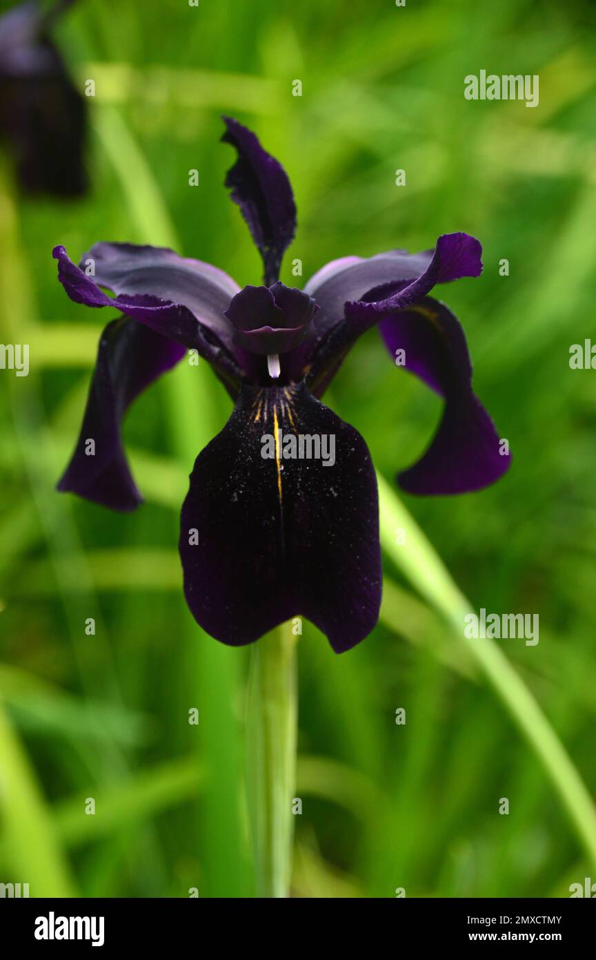 Fleur unique d'iris noirâtre-violet Chrysographes 'Black-flowerd' (Black-flower) cultivée à RHS Garden Harlow Carr, Harrogate, Yorkshire, Angleterre, Royaume-Uni. Banque D'Images
