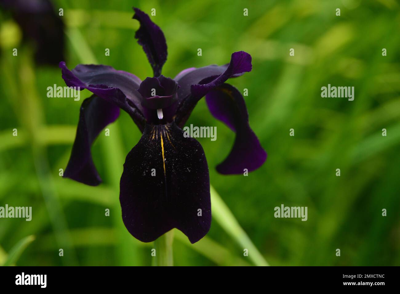 Fleur unique d'iris noirâtre-violet Chrysographes 'Black-flowerd' (Black-flower) cultivée à RHS Garden Harlow Carr, Harrogate, Yorkshire, Angleterre, Royaume-Uni. Banque D'Images