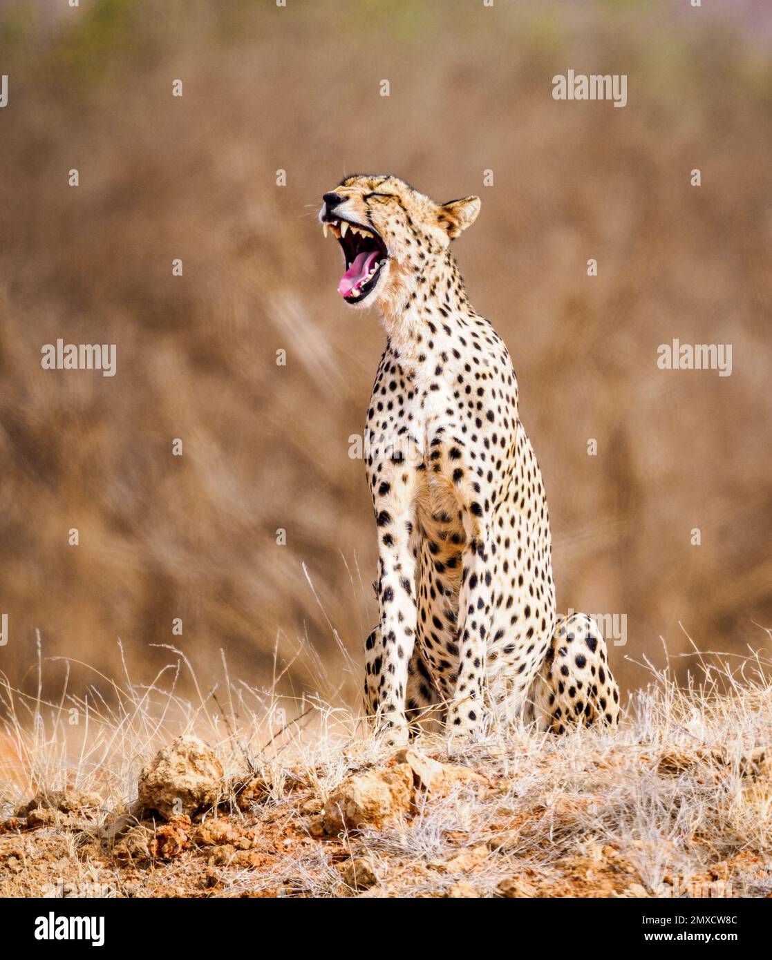 Cheetah Acinonyx jubatus au parc national de Tsavo East Kenya bâillonne largement Banque D'Images