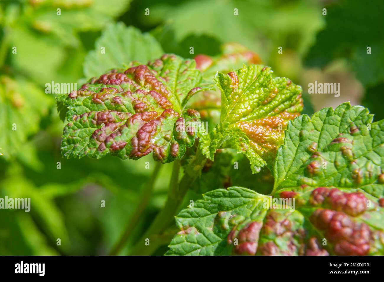 Pucerons feuillage gondolé, gros plan feuille courbée sur le cerisier, Prunus sp, causée par le puceron noir, puceron noir sous les feuilles. Banque D'Images