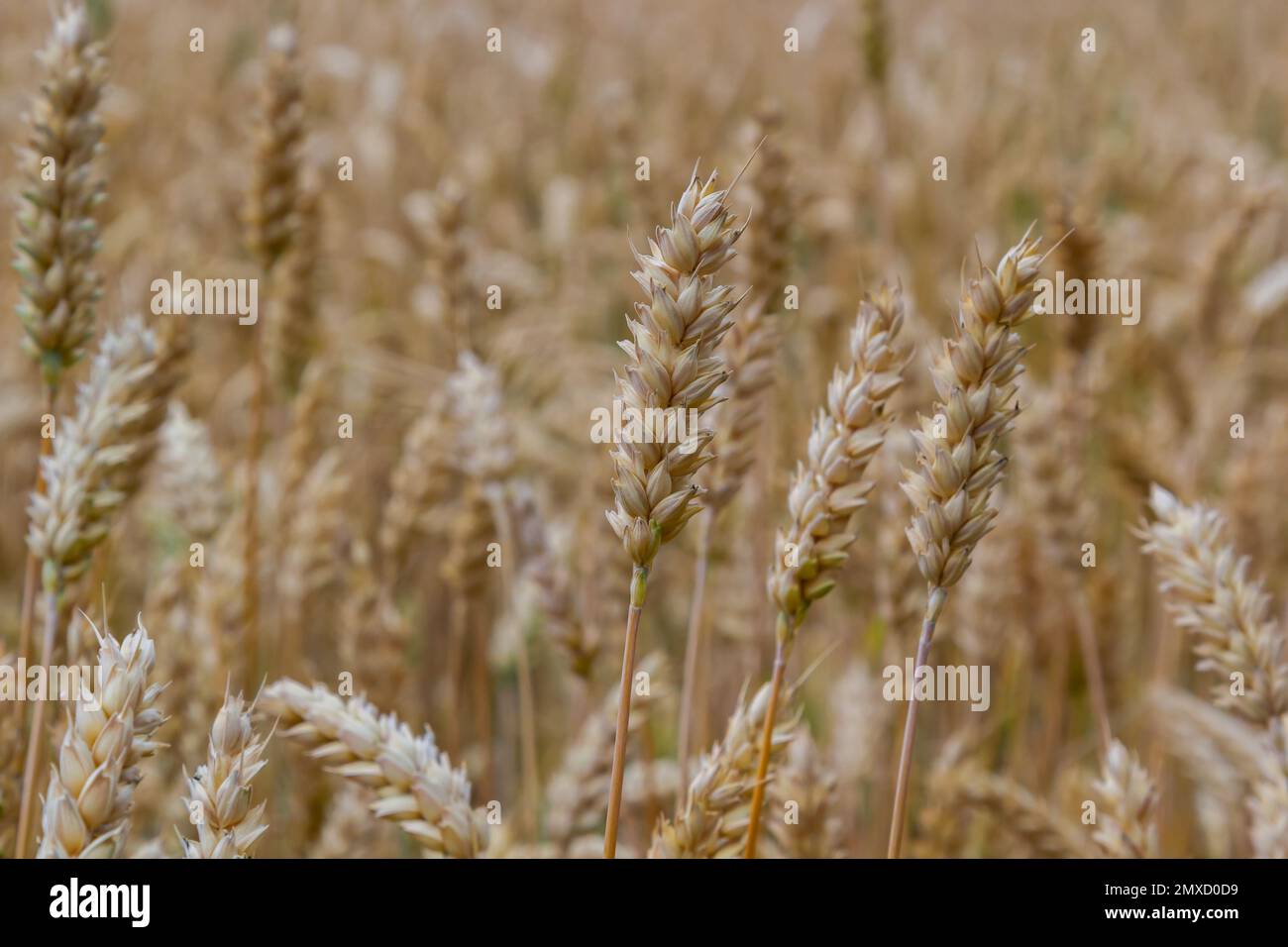 Céréales sur le terrain, redy pour la récolte, blé doré au soleil. Champs pleins de céréales. Grain mûr doré, jaune, fond doré. Paysage de fie Banque D'Images