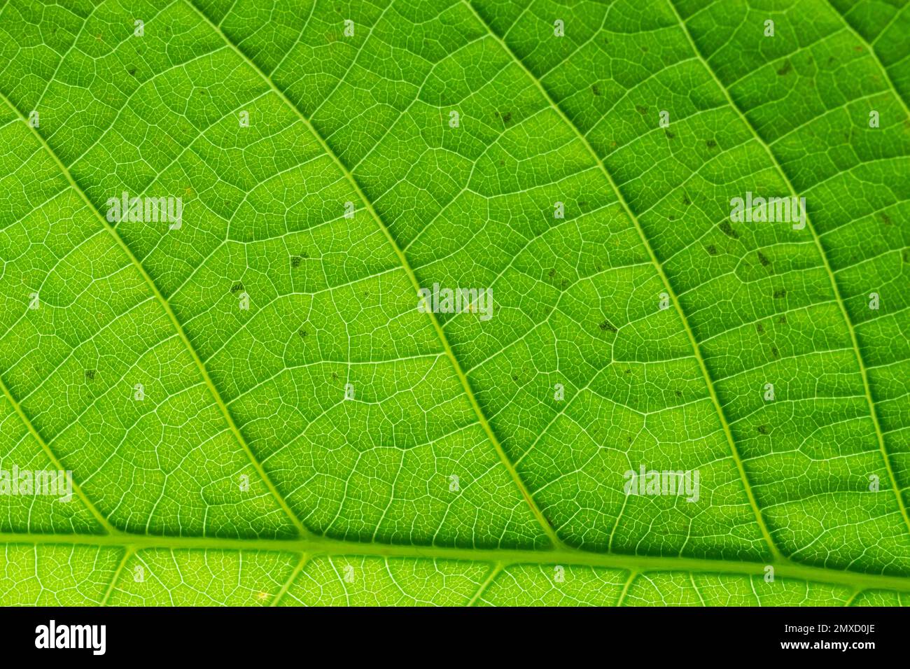 Texture des feuilles de vert abstrait pour l'arrière-plan. Environnement naturel, concept écologique. Banque D'Images