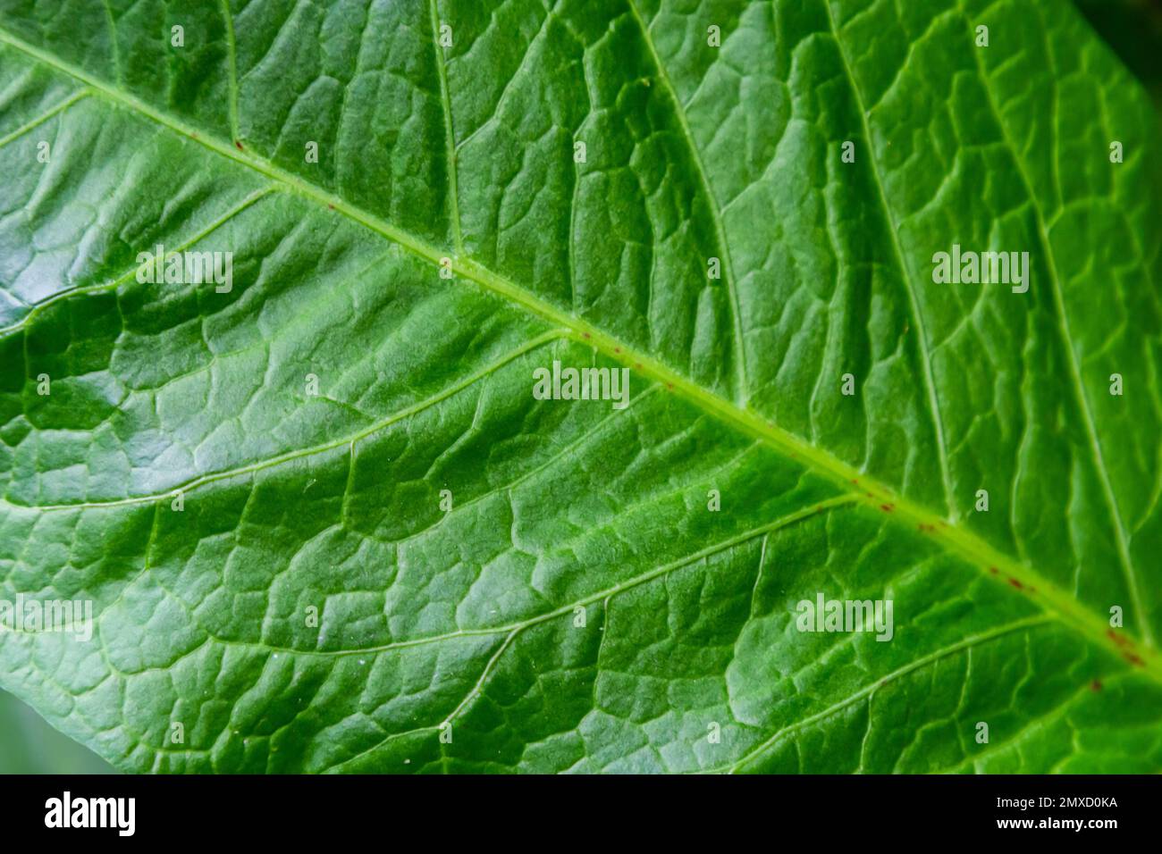 Texture des feuilles de vert abstrait pour l'arrière-plan. Environnement naturel, concept écologique. Banque D'Images