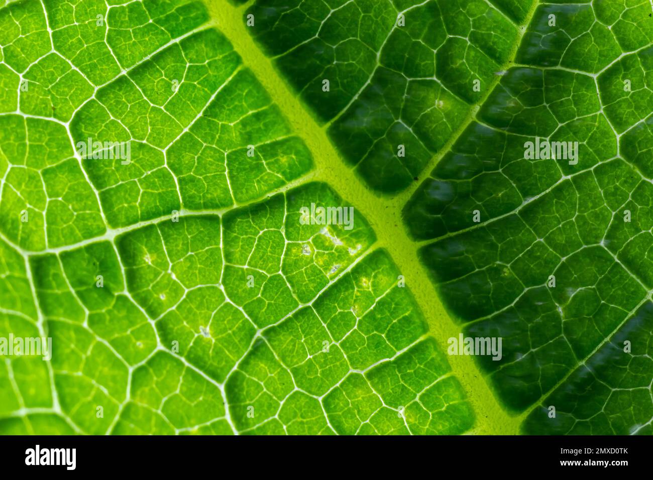 Texture des feuilles de vert abstrait pour l'arrière-plan. Environnement naturel, concept écologique. Banque D'Images