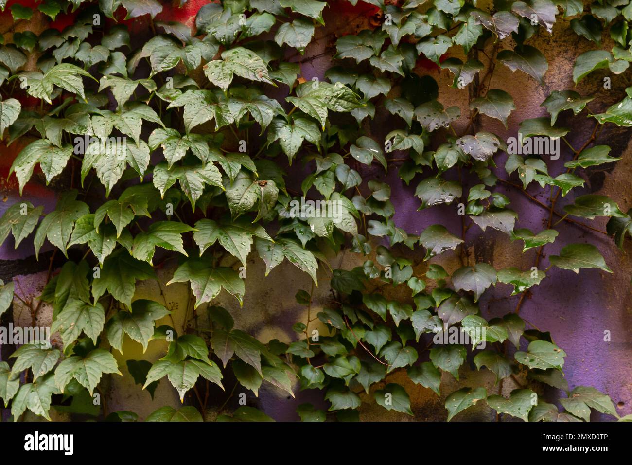 Feuilles de raisins sauvages. Mur de feuilles de raisin sauvage. Gros plan de la texture des feuilles de raisin sauvage vert. Banque D'Images