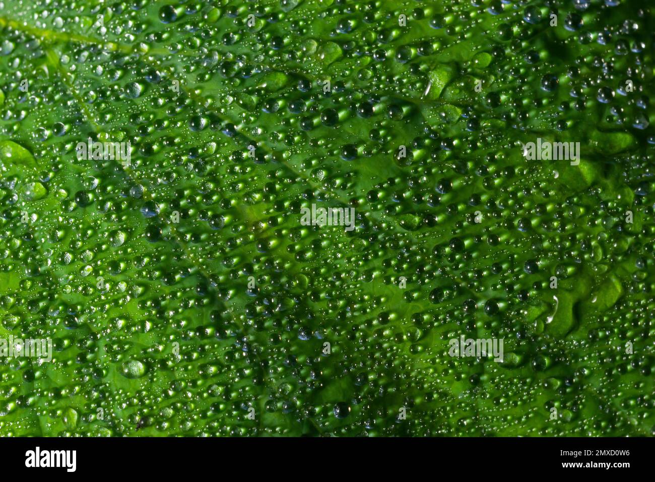 De grandes belles gouttes de pluie transparente de l'eau sur une feuille verte macro. Gouttes de rosée du matin luisent au soleil. Belle texture de la feuille dans la nature. Banque D'Images