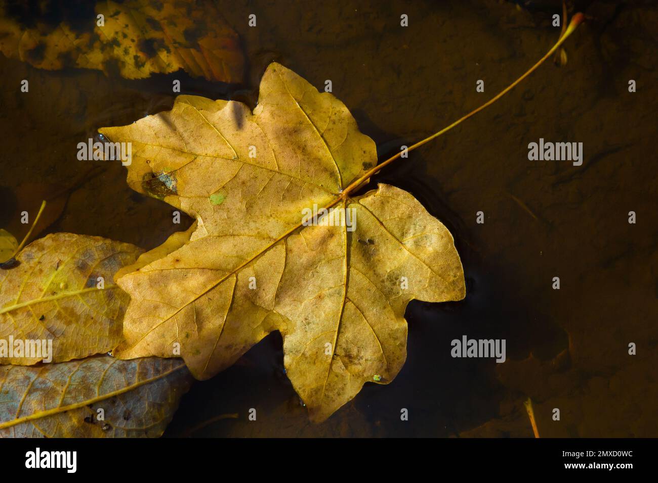 Feuilles d'automne colorées dans l'eau, feuille d'automne flottante. La saison d'automne laisse dans une flaque de pluie. Feuillage d'automne ensoleillé. Belle réflexion dans l'eau. Banque D'Images