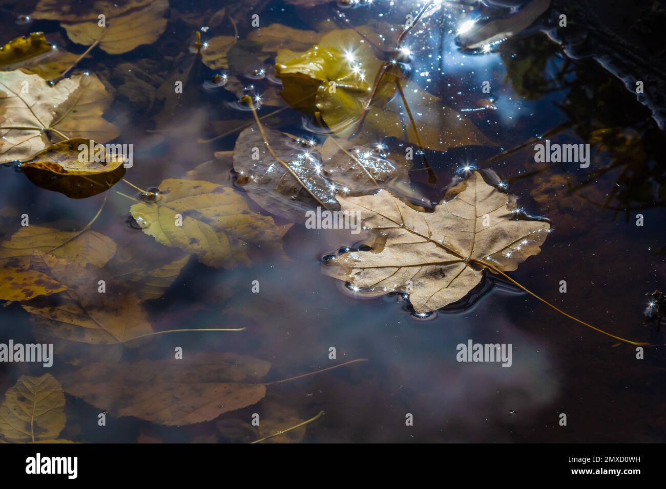 Feuilles d'automne colorées dans l'eau, feuille d'automne flottante. La saison d'automne laisse dans une flaque de pluie. Feuillage d'automne ensoleillé. Belle réflexion dans l'eau. Banque D'Images