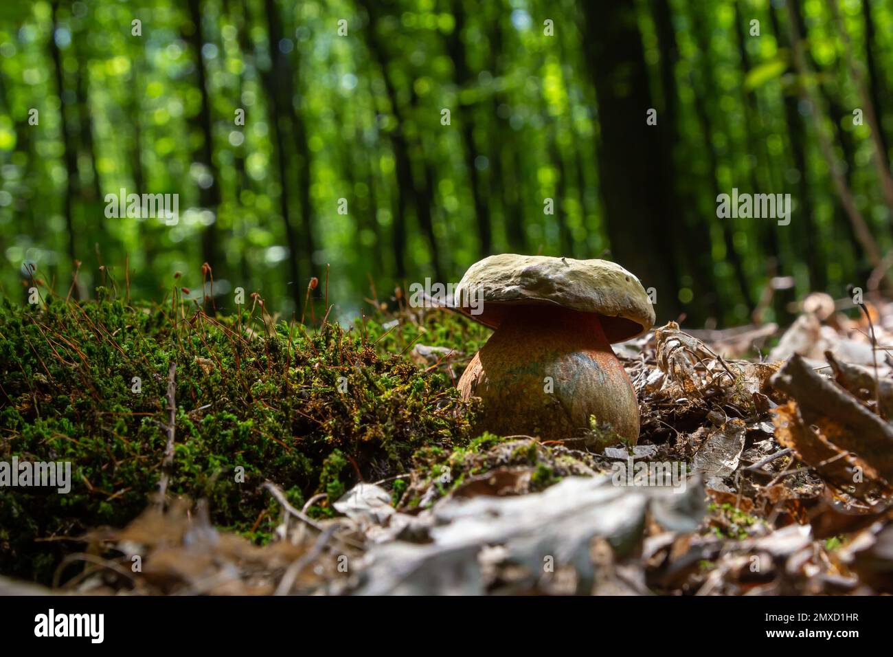 Boletus erythopus ou Neoboletus luridiformis champignon dans la forêt poussant sur l'herbe verte et humide terrain naturel en automne saison. Boletus luridiforme Banque D'Images