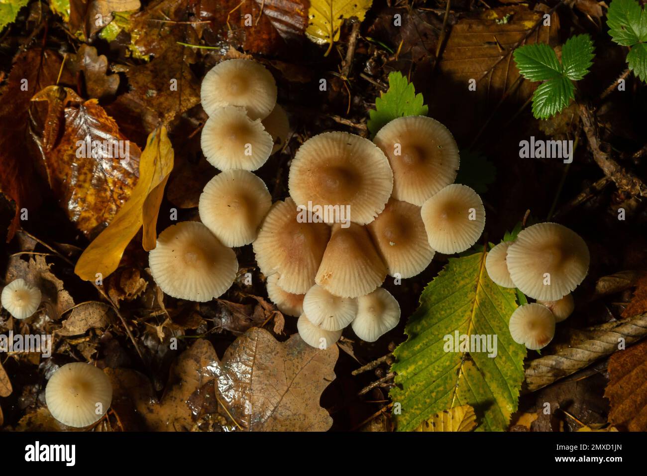 Poison Pie Mushroom Hebeloma crustuliniforme croissant à travers les feuilles automnales. Banque D'Images