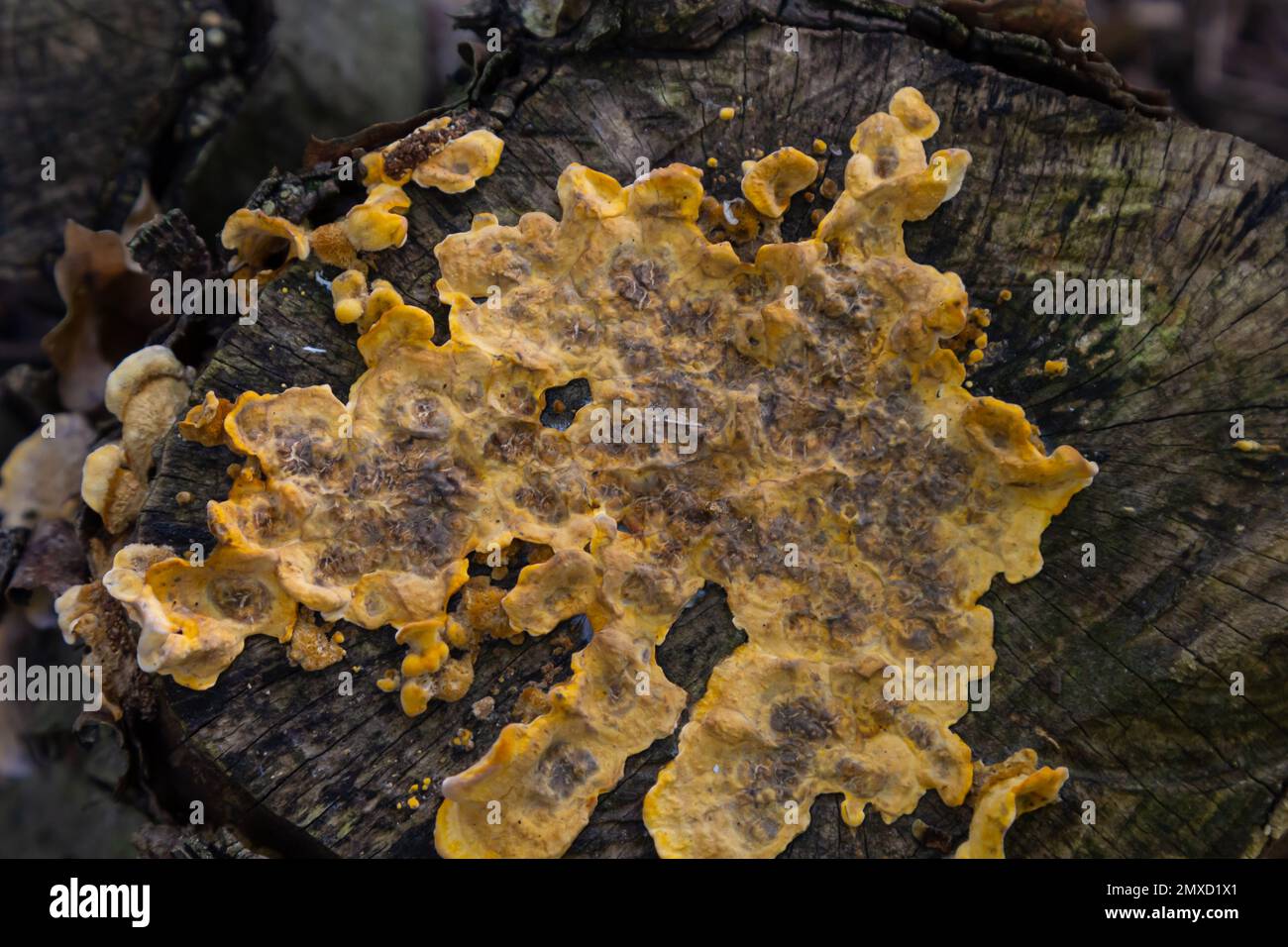 Image de faible profondeur de champ montrant certains champignons de la croûte du rideau de cheveux. Nom botanique Stereum hirsutum. Banque D'Images