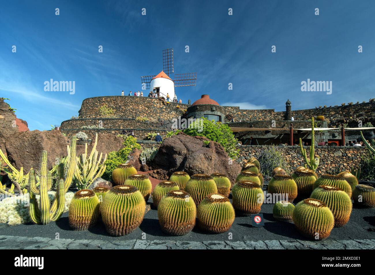 Cactus à canon (Echinocactus grusonii), jardin de cactus Guatiza, îles Canaries, Lanzarote, Guatiza Banque D'Images