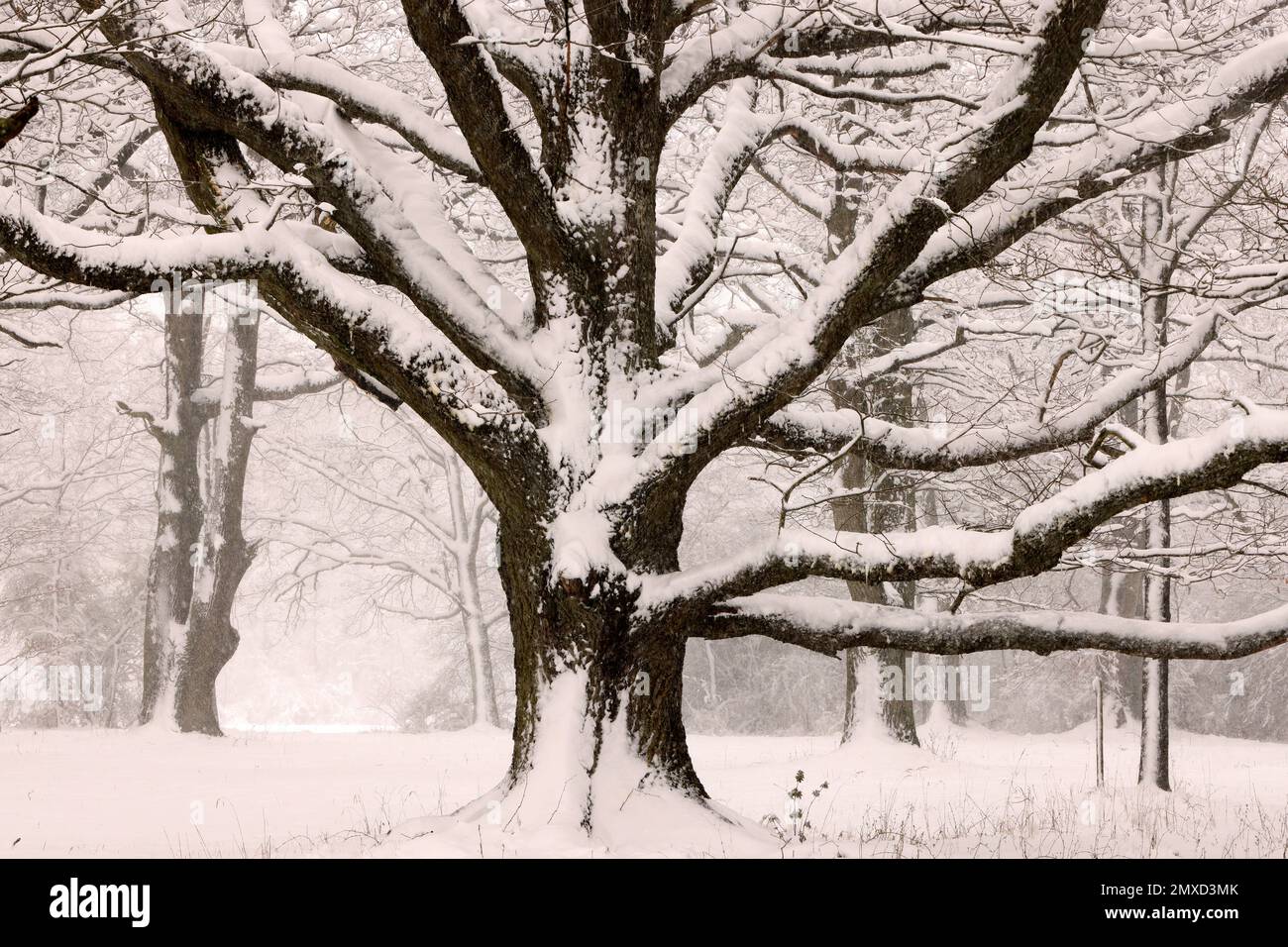 Chêne commun, chêne pédonculé, chêne anglais (Quercus robur, Quercus pedunculata), couvert de neige, chêne monumental, Allemagne Banque D'Images
