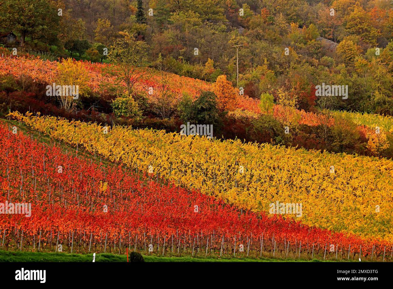 Vignoble en couleur d'automne, Allemagne, Bade-Wurtemberg, Taubertal, Weikersheim Banque D'Images