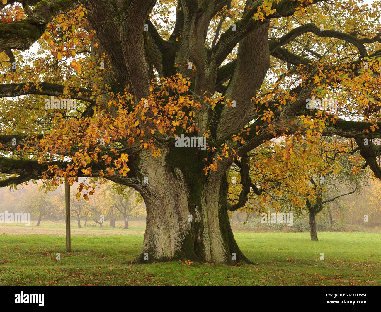 Chêne commun, chêne pédonculé, chêne anglais (Quercus robur, Quercus pedunculata), monumental 'Lenzeiche' près de Sichertshausen, très vieux arbre en automne, Banque D'Images