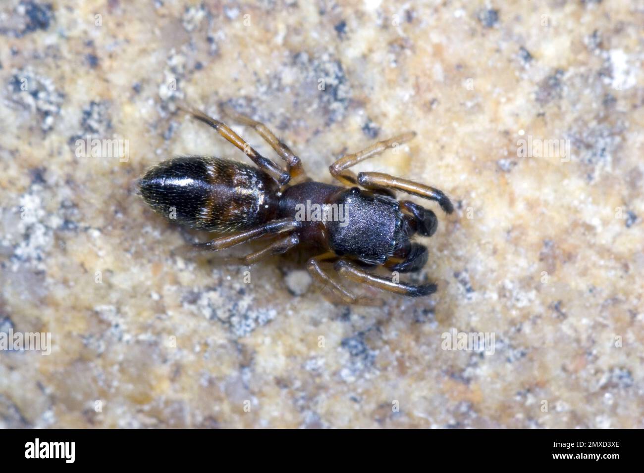 Araignée sauteuse ANT, araignée Ant (Myrmarachne formicaria), sur une pierre, vue dorsale, Allemagne Banque D'Images