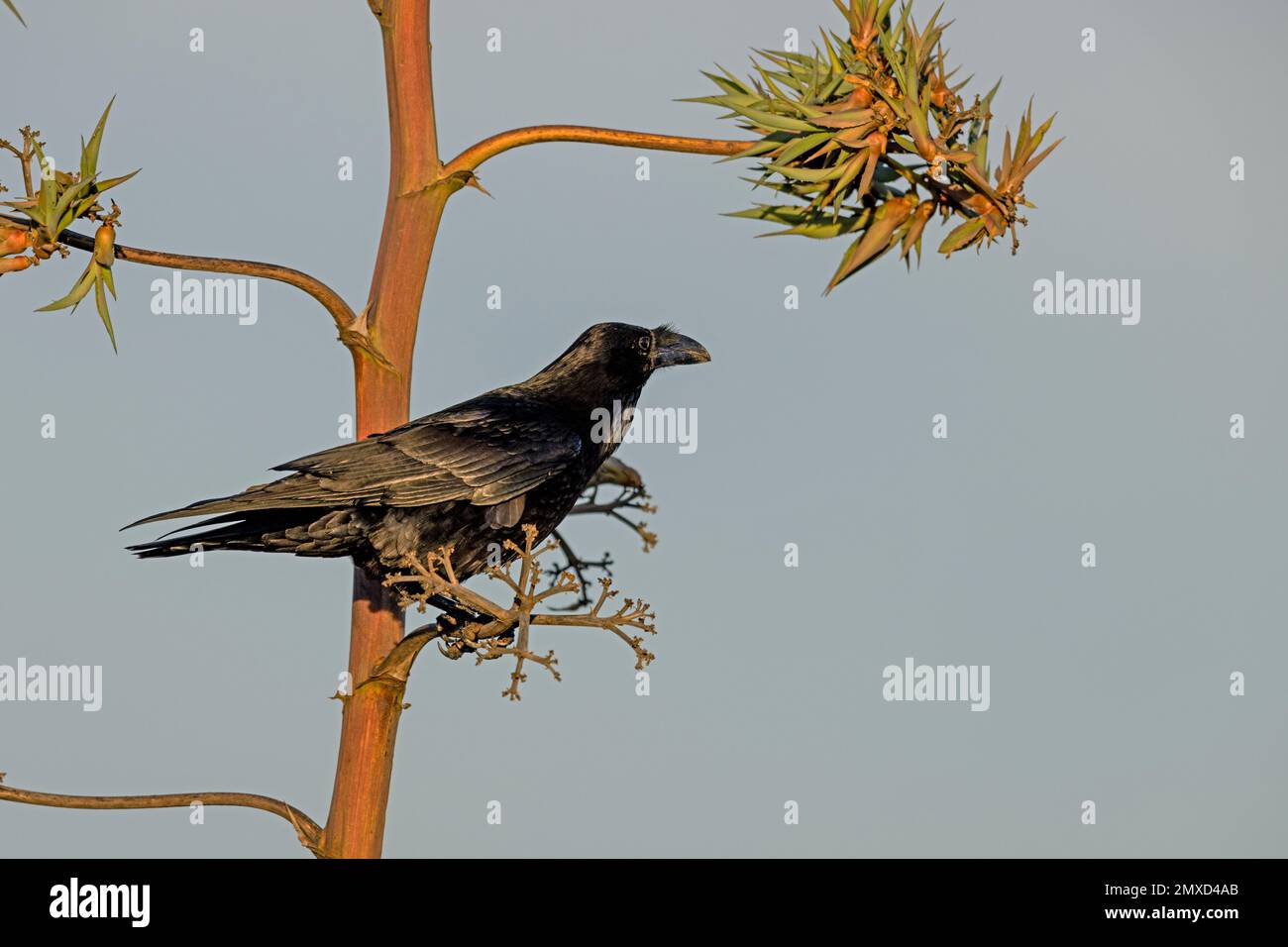 Corbeau commun (Corvus corax), assis sur Agave, îles Canaries, Fuerteventura, Tindaya Banque D'Images
