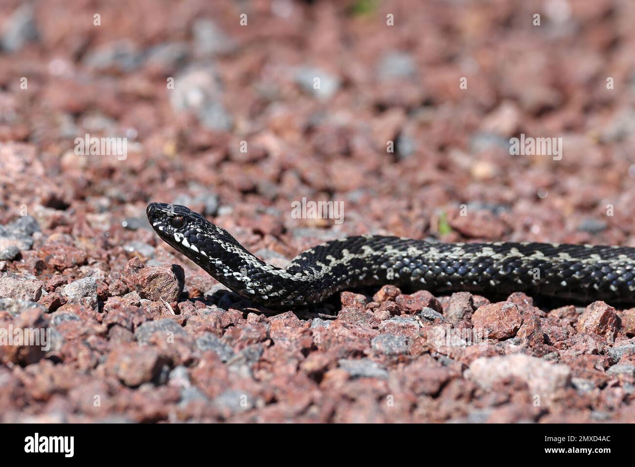 Adder, vipère commun, vipère européen commun, vipère commun (Vipera berus), rampant sur un sentier, Finlande, Aland Banque D'Images