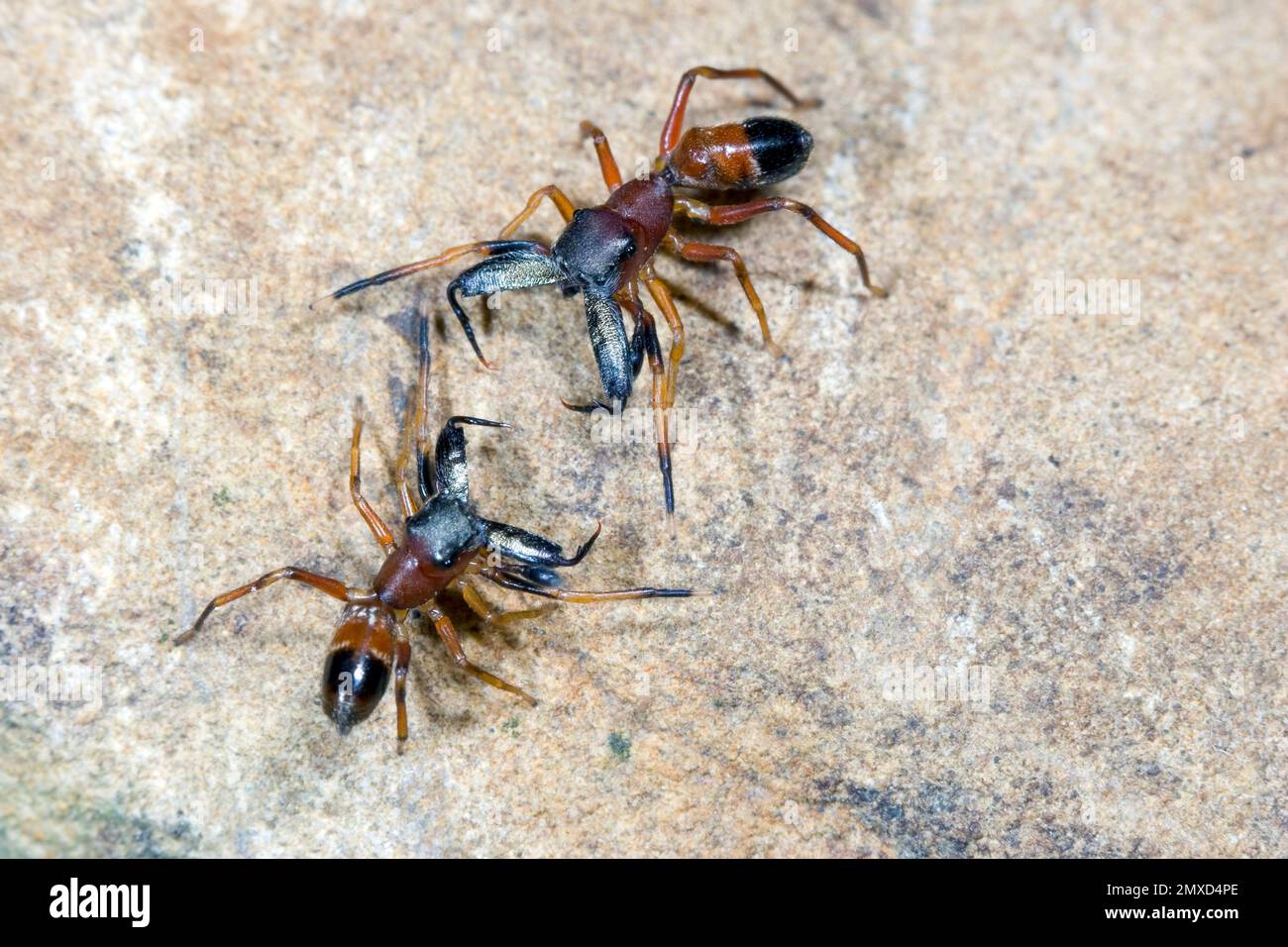 Araignée sauteuse ANT imite, araignée Ant (Myrmarachne formicaria), deux mâles dans le commentaire de combat, vue dorsale, Allemagne Banque D'Images