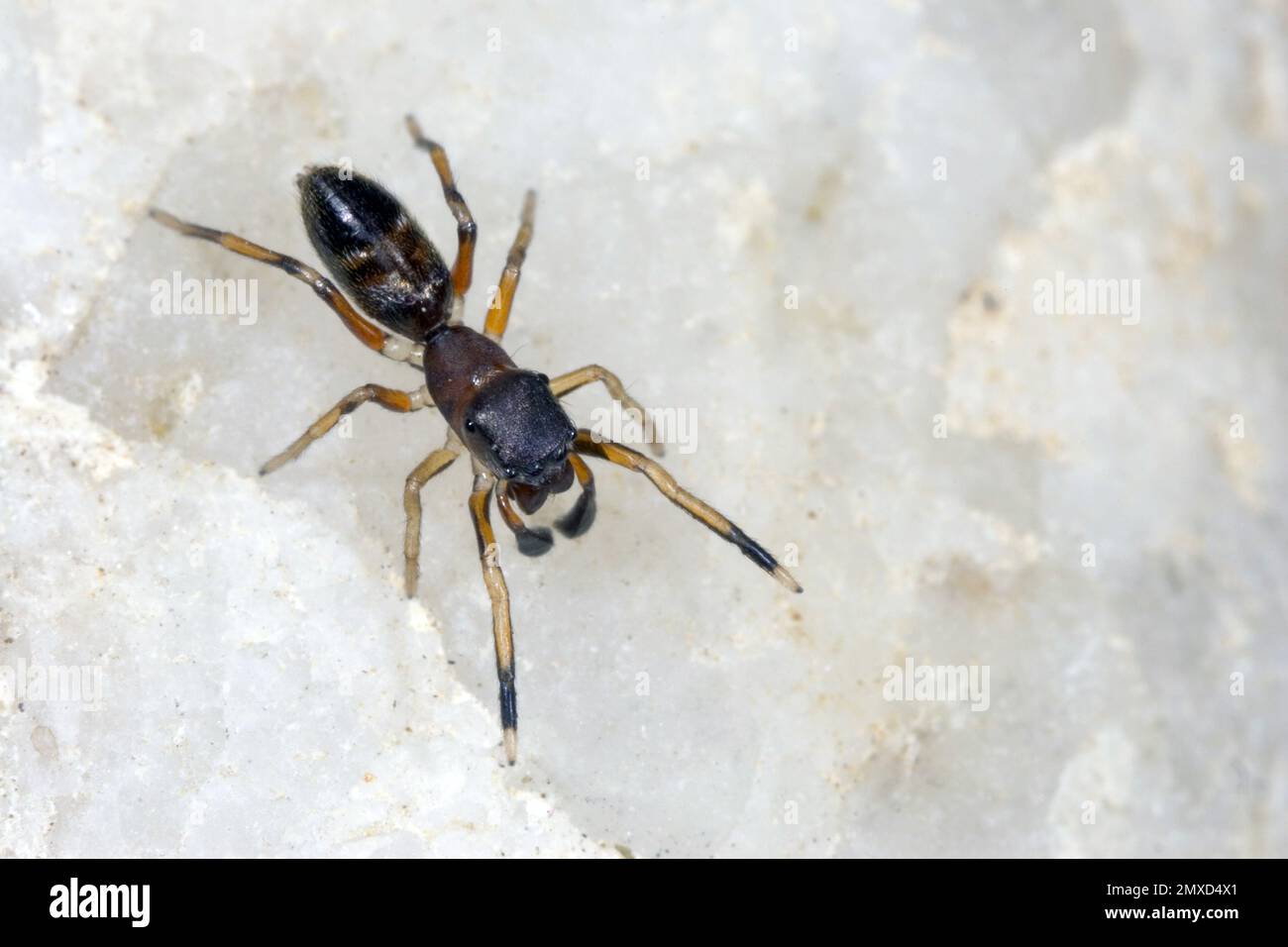 Araignée sauteuse ANT Mimic, araignée Ant (Myrmarachne formicaria), femelle, vue dorsale, Allemagne Banque D'Images