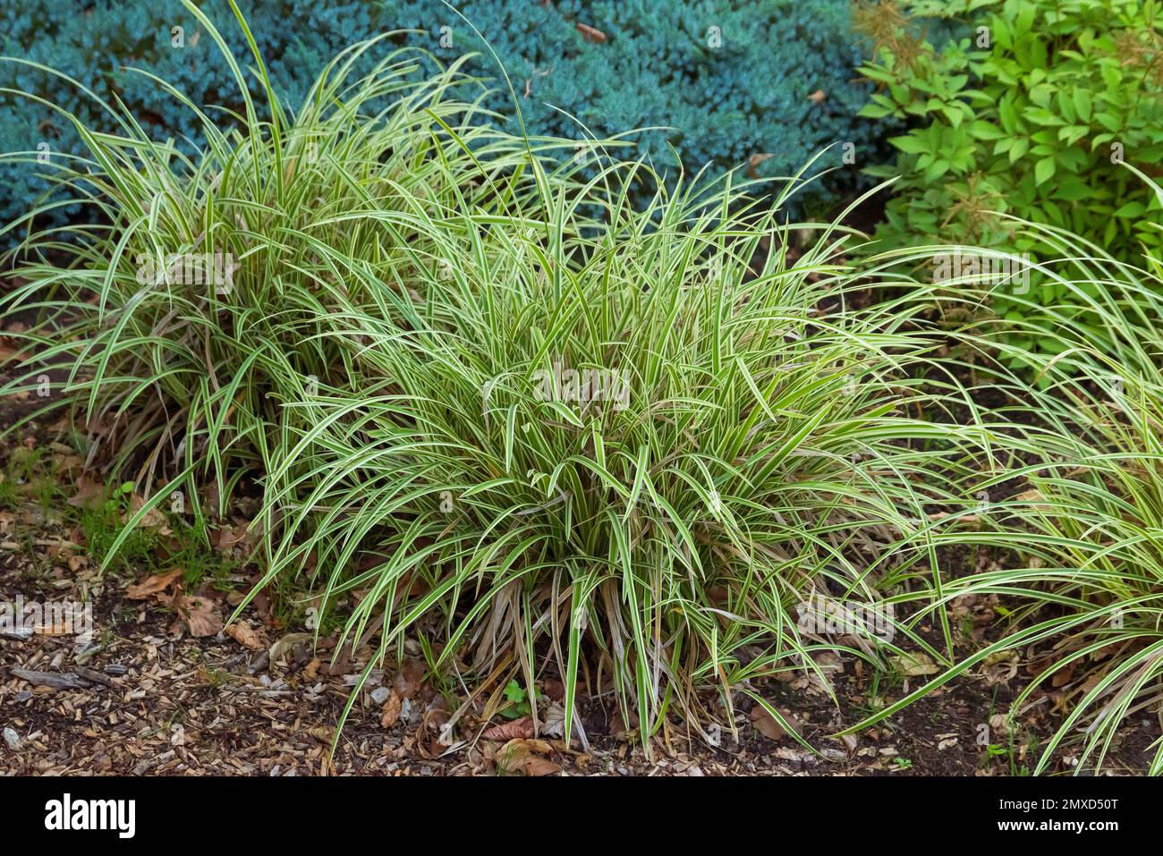 Carex (Carex morrowii 'danse sur glace', Carex morrowii Ice Dance), Carotar Ice Dance, Europe, Bundesrepublik Deutschland Banque D'Images