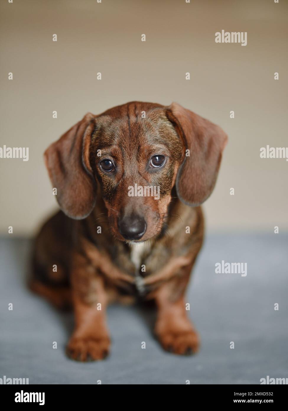 le petit chiot cachshund regarde l'appareil photo. Banque D'Images